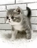 エキゾチックショートヘア【大阪府・男の子・2025年11月9日・ブルータビー&ホワイト】の写真8