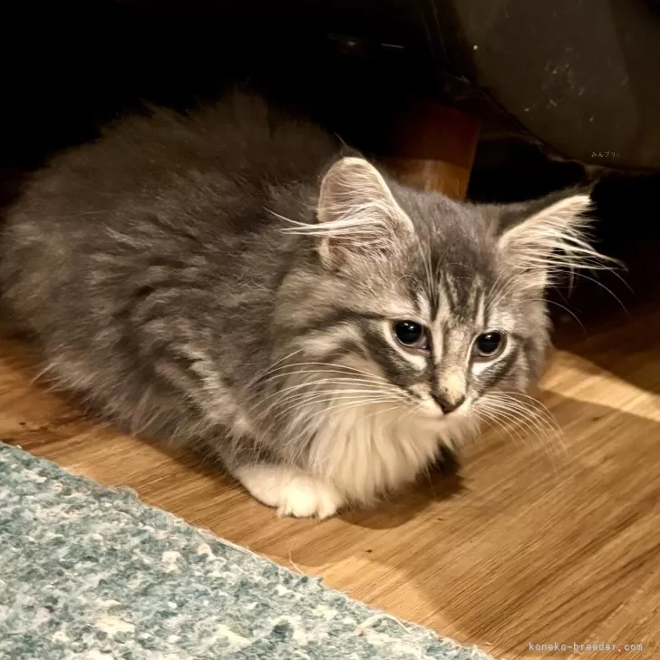 ID：2411-01654の子猫