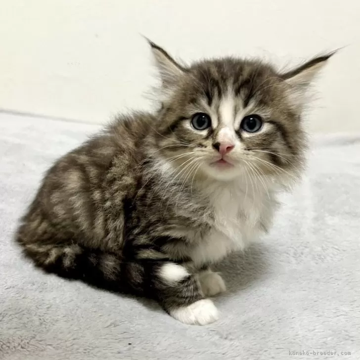 ID：2403-02251の子猫