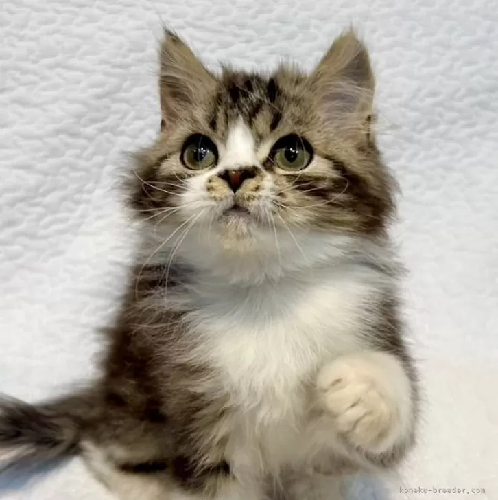 ID：2411-02055の子猫