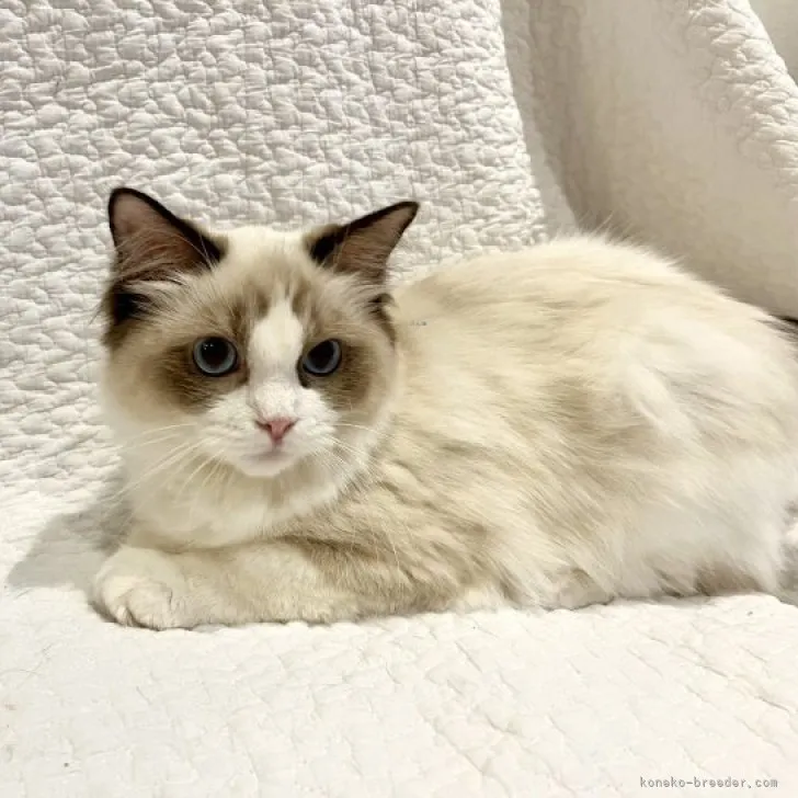 ID：2305-01497の子猫