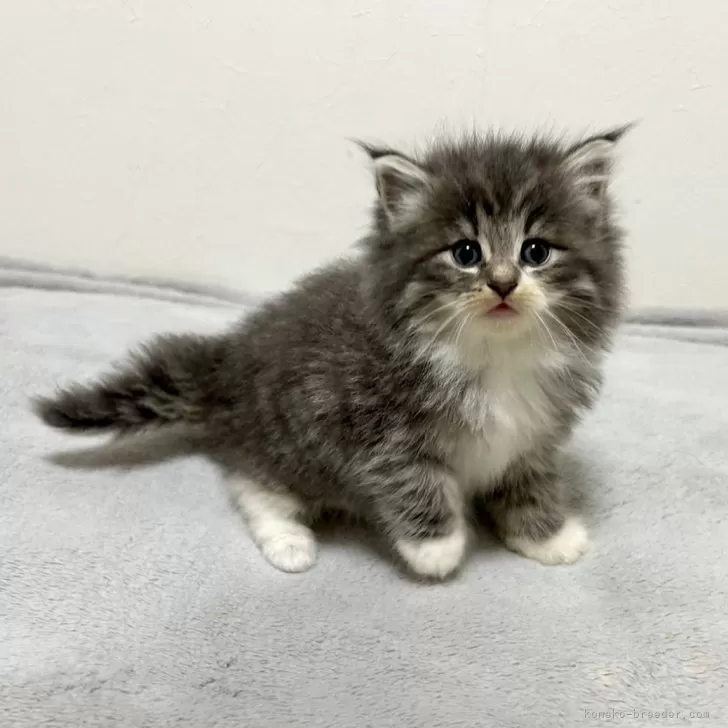 ID：2404-02969の子猫