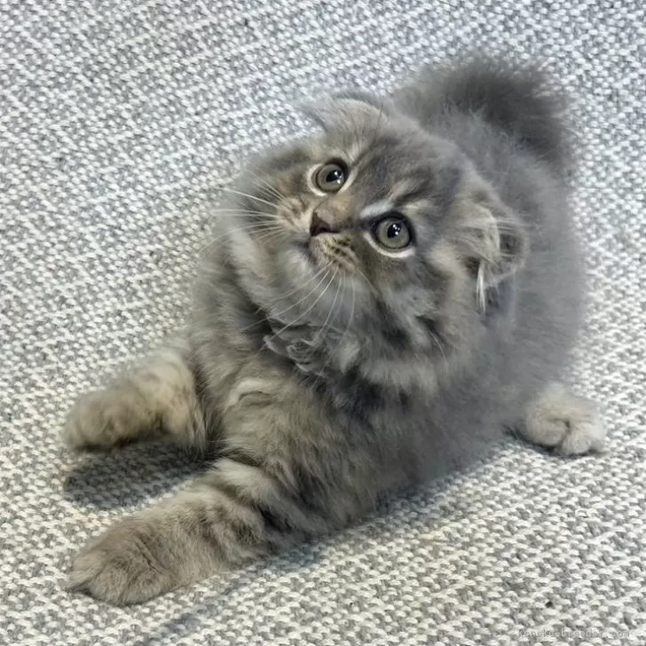 ID:2408-01368の子猫