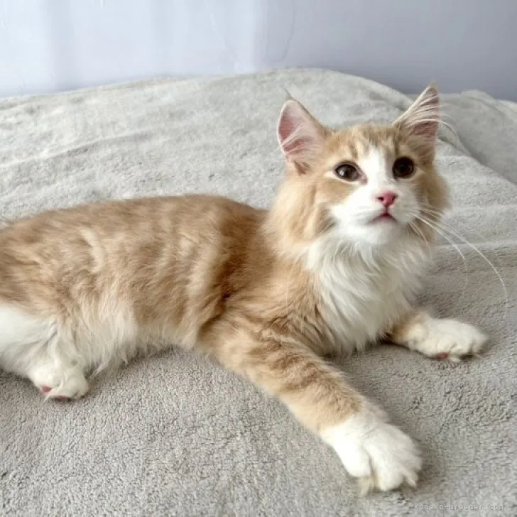 ID:2305-03356の子猫
