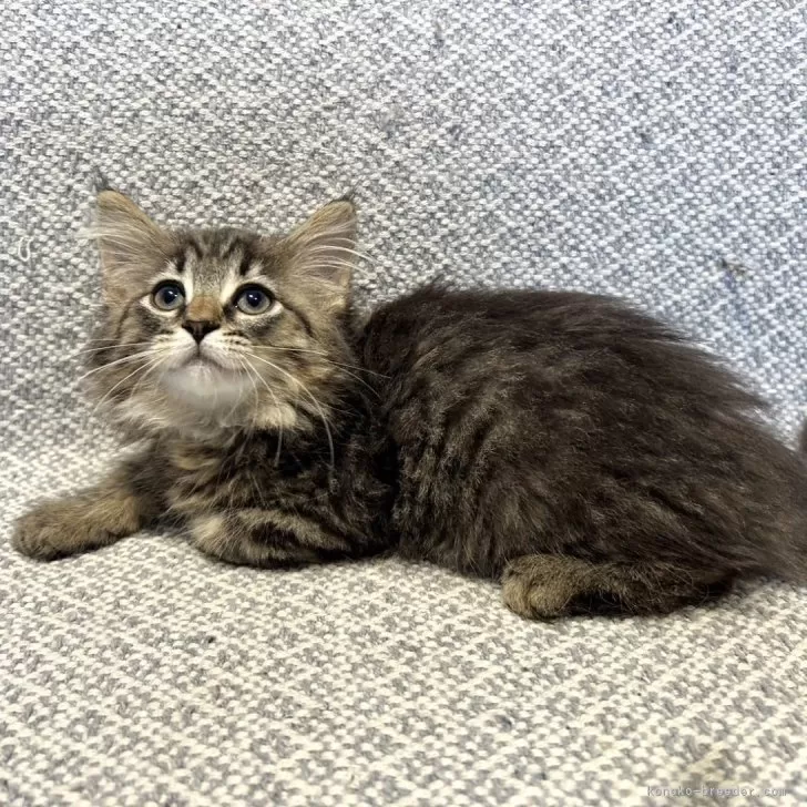 ID:2408-01403の子猫