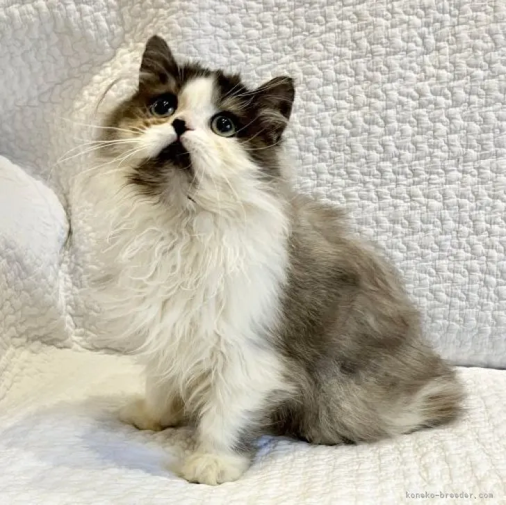 ID:2306-02312の子猫