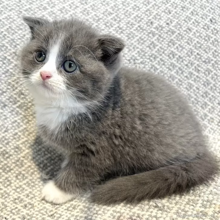 ID:2409-02303の子猫