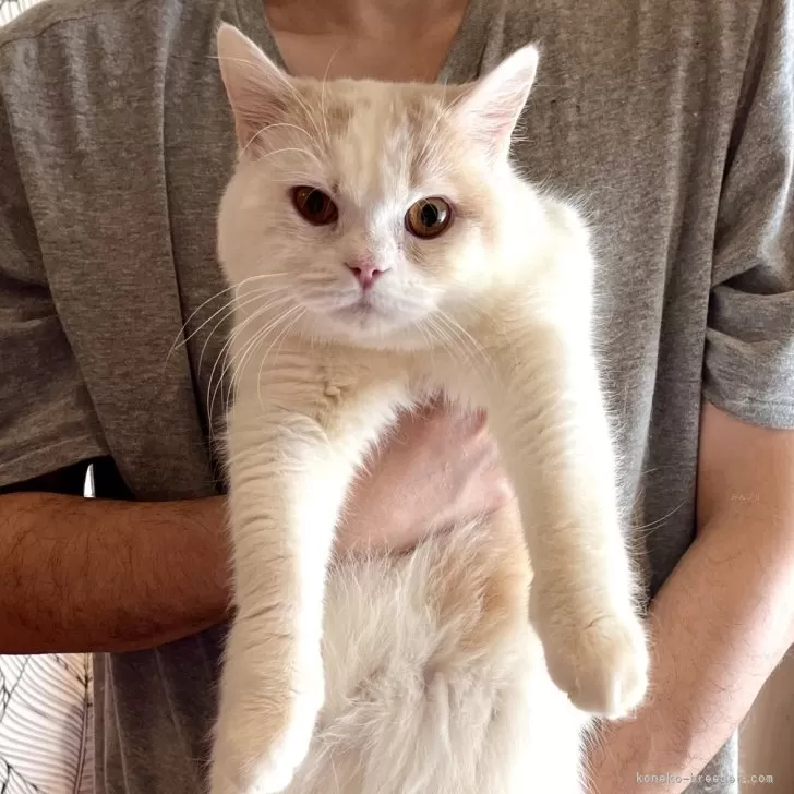 ID：2405-00464の子猫