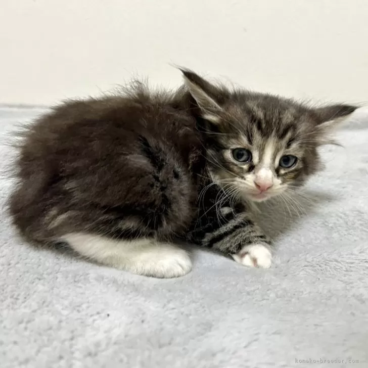 ID：2403-02252の子猫