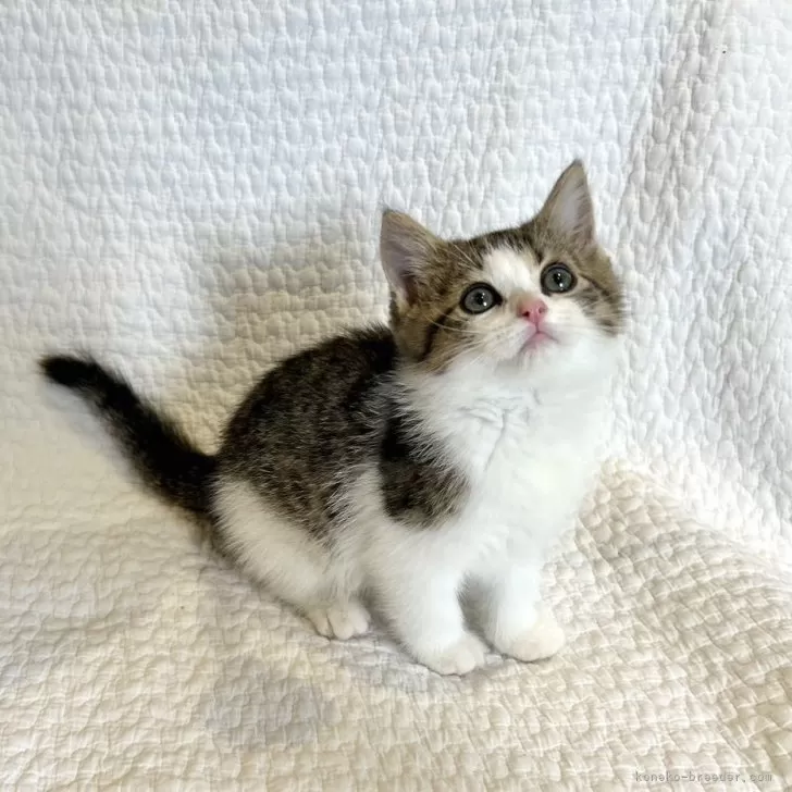 ID:2408-01433の子猫