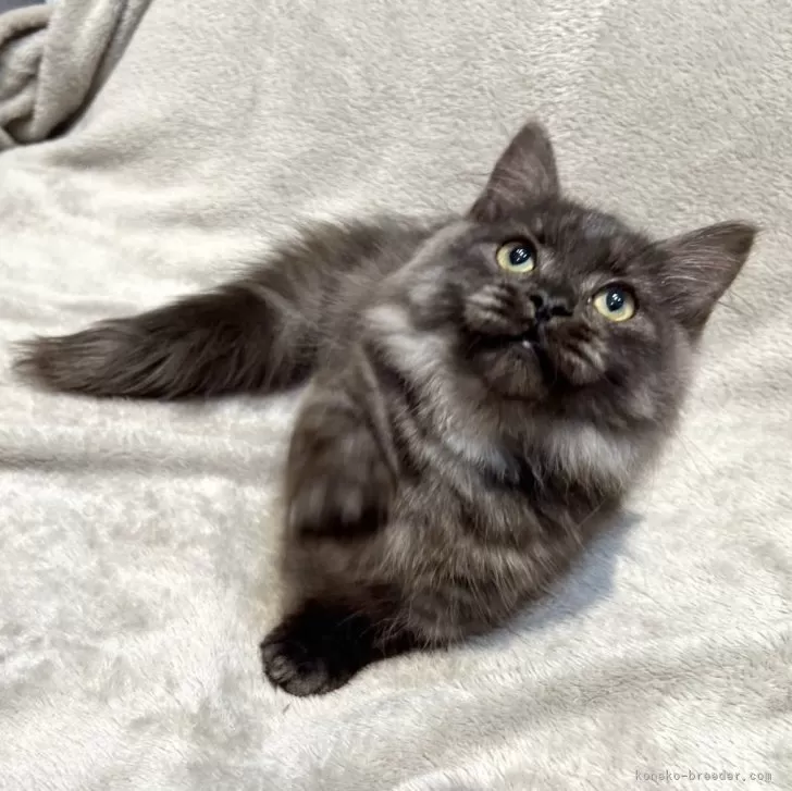 ID:2412-00041の子猫