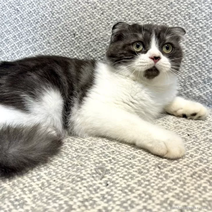 ID:2406-01414の子猫