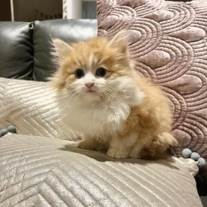 ID：2303-01121の子猫