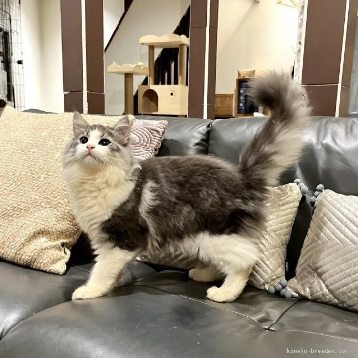 ID:2303-02186の子猫