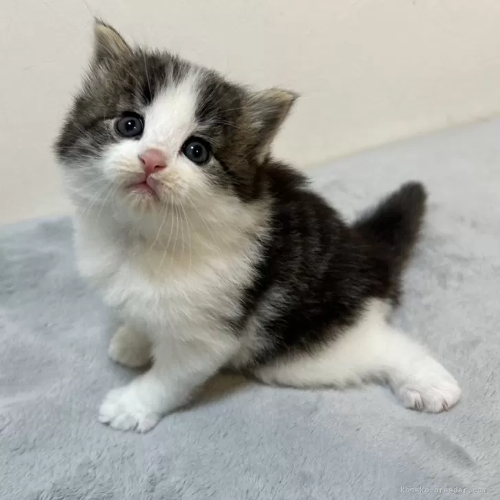 ID:2406-01370の子猫