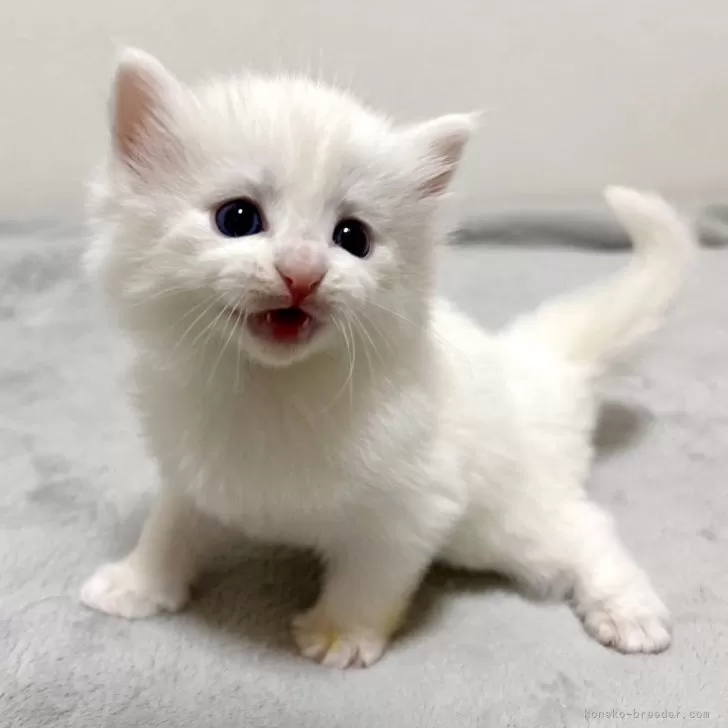 ID:2406-01556の子猫