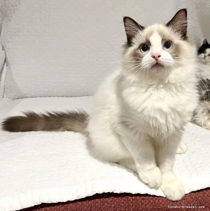 ID：2306-03503の子猫