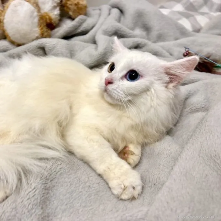 ID:2312-00965の子猫
