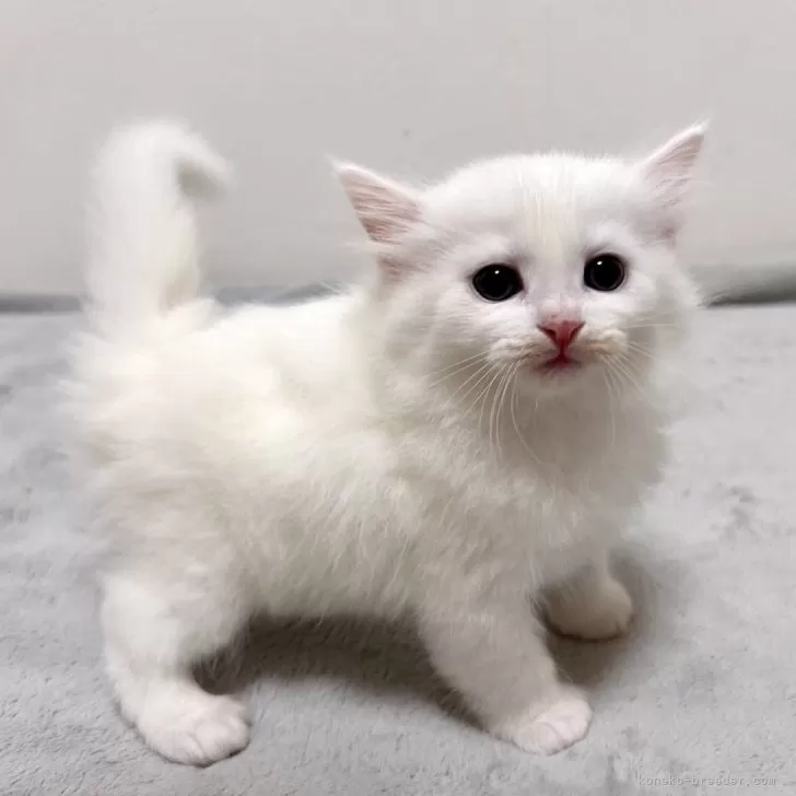 ID:2406-01399の子猫