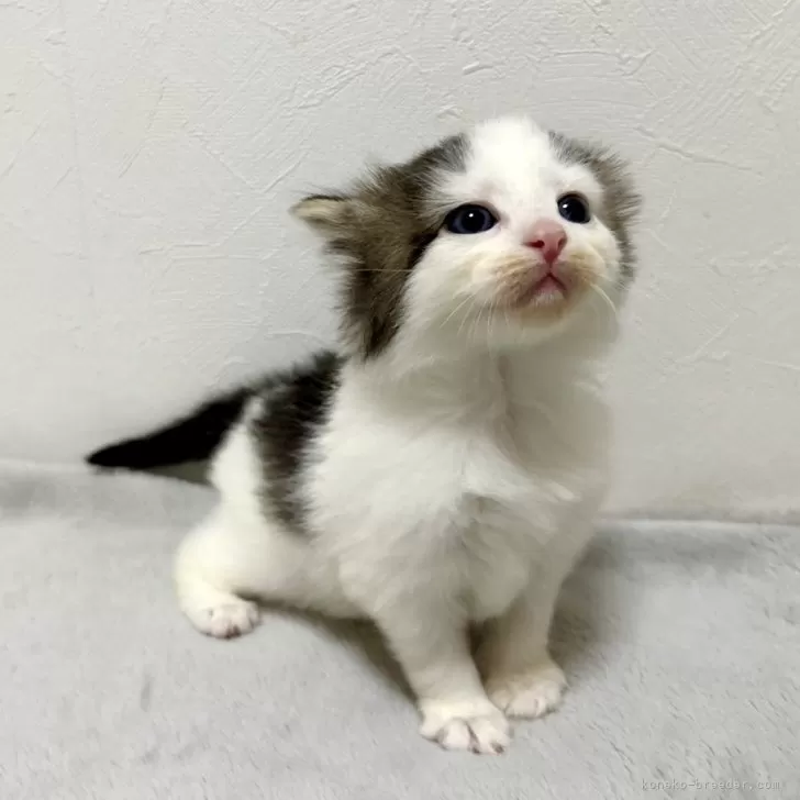 ID：2405-01456の子猫