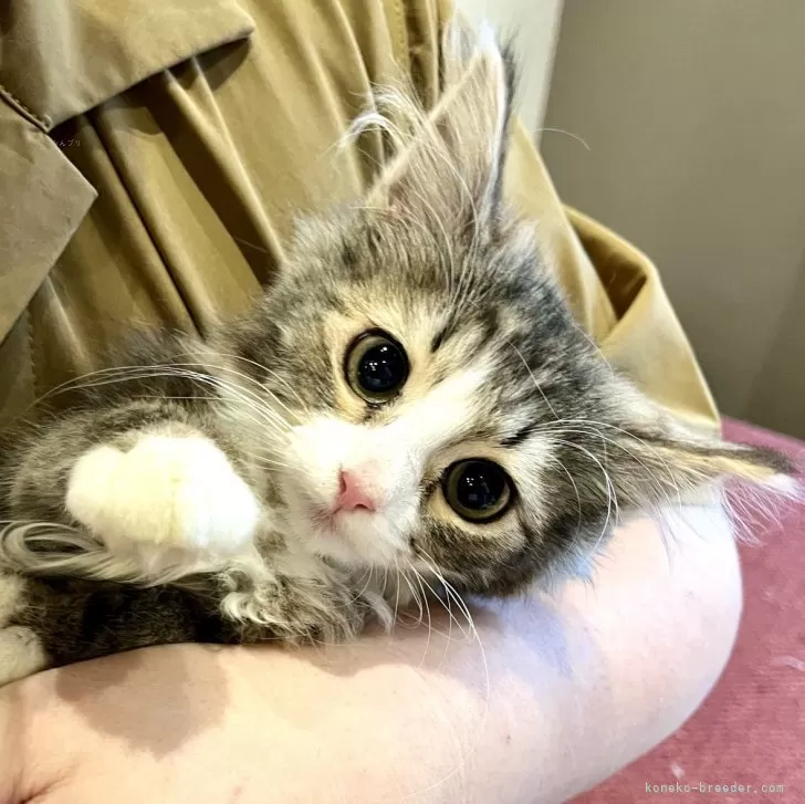 ID:2401-01879の子猫