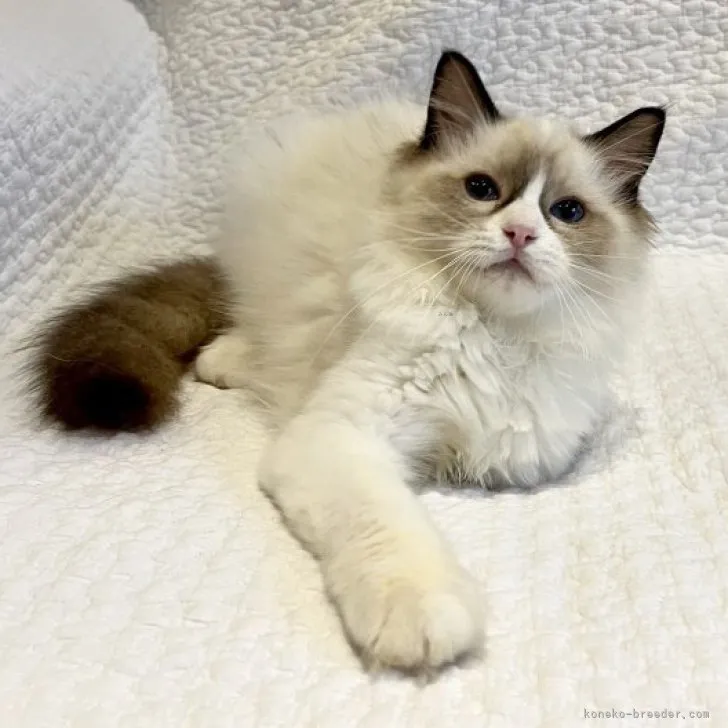 ID:2307-02167の子猫