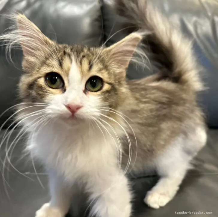 ID:2303-01120の子猫