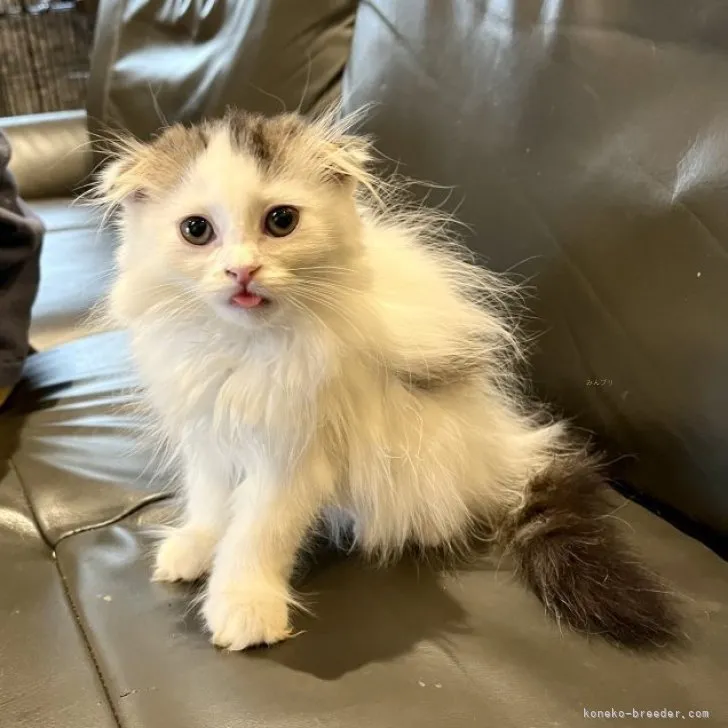 ID:2309-00970の子猫