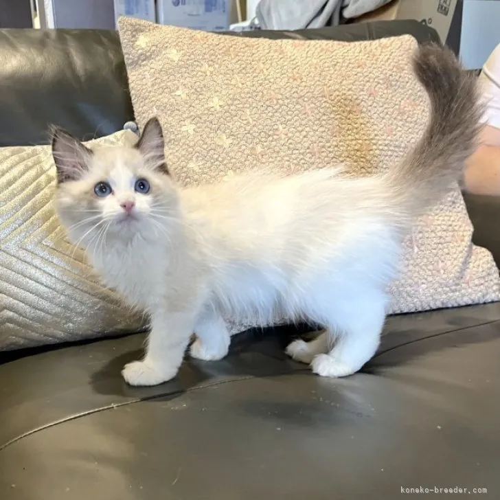 ID:2304-00764の子猫