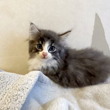 ノルウェージャンフォレストキャット【東京都・男の子・2023年9月10日・ブルーマッカレルタビー&ホワイト 灰白 グレー白（ロングヘア　長毛）】の写真「超優秀血統、甘えん坊で優しい💕」