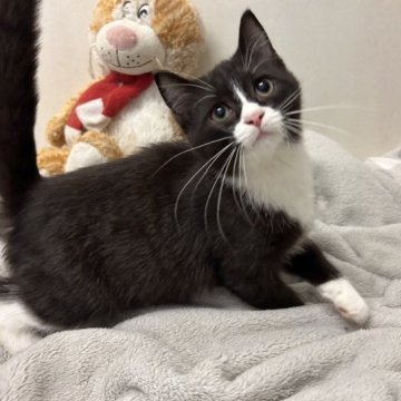 スコティッシュフォールド(立ち耳)【東京都・男の子・2023年8月8日・ブラック&ホワイト 黒白（短毛　ショートヘア）】の写真「明るくフレンドリーな性格、絵本に出てきそうな子✨」