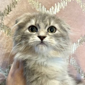 スコティッシュフォールド(折れ耳)【東京都・男の子・2023年7月10日・ブルータビー&ホワイト、グレー（ロングヘア　長毛）】の写真「綺麗な毛色、大人しくて温厚な性格です⭐︎」