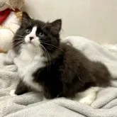 ノルウェージャンフォレストキャット【東京都・男の子・2023年9月10日・ブラック&ホワイト】の写真1