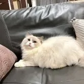 ラグドール【東京都・女の子・2022年9月17日・ブルーポイントバイカラー】の写真1