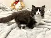 ノルウェージャンフォレストキャット【東京都・男の子・2023年9月10日・ブラック&ホワイト】の写真2