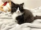 ノルウェージャンフォレストキャット【東京都・男の子・2023年9月10日・ブラック&ホワイト】の写真4