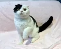 スコティッシュフォールド(折れ耳)【東京都・男の子・2025年6月5日・ブラック&ホワイト】の写真10