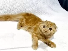 スコティッシュフォールド(折れ耳)【東京都・女の子・2025年5月6日・レッドタビー】の写真10