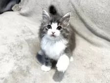 ノルウェージャンフォレストキャット【東京都・男の子・2025年4月23日・ブルータビー&ホワイト】の写真11