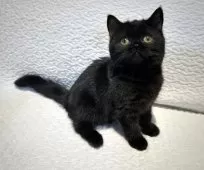 ブリティッシュショートヘア【東京都・女の子・2025年6月18日・ブラック 黒】の写真11