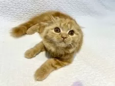 スコティッシュフォールド(折れ耳)【東京都・女の子・2025年5月6日・レッドタビー】の写真12