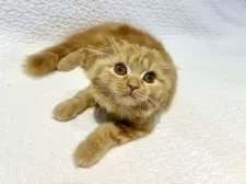 スコティッシュフォールド(折れ耳)【東京都・女の子・2025年5月6日・レッドタビー】の写真13