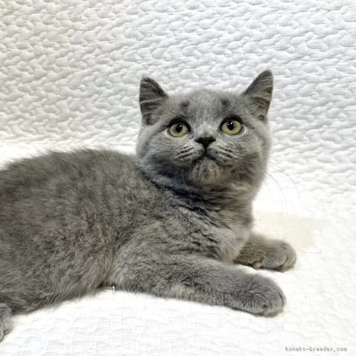 ID：2509-01156の子猫