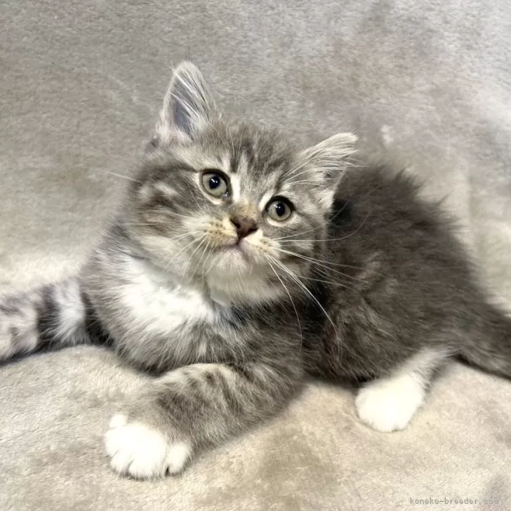 ID：2501-00145の子猫