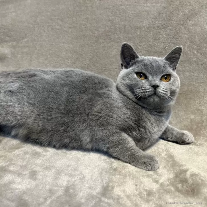 ID:2411-02131の子猫