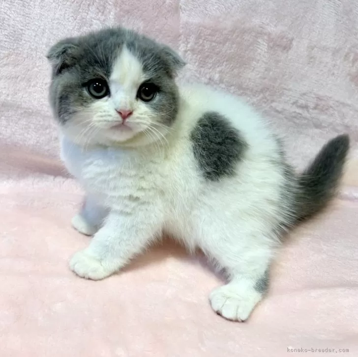 スコティッシュフォールド(折れ耳)【東京都・女の子・2025年9月12日・ブルー&amp;ホワイト】の写真1