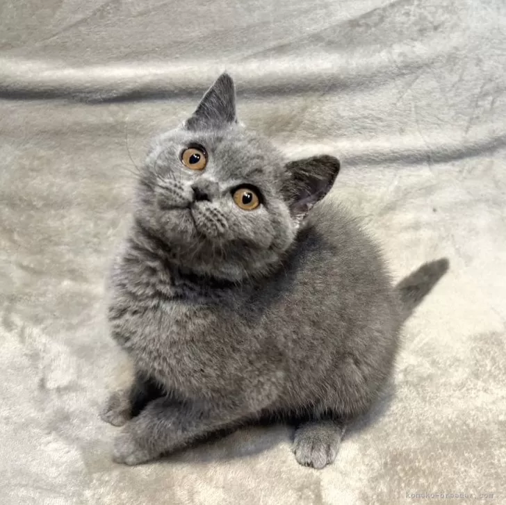 ID：2501-00140の子猫