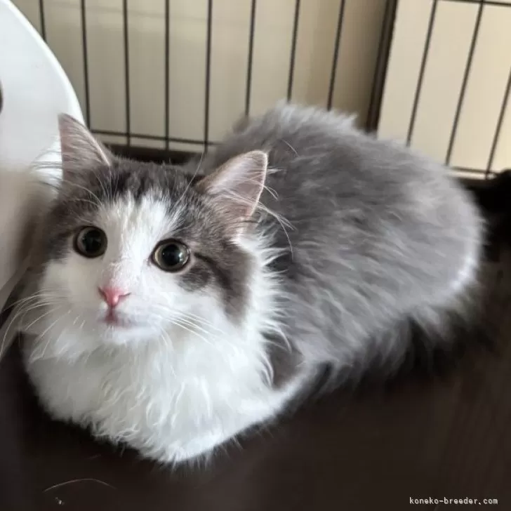 ID:2501-02363の子猫