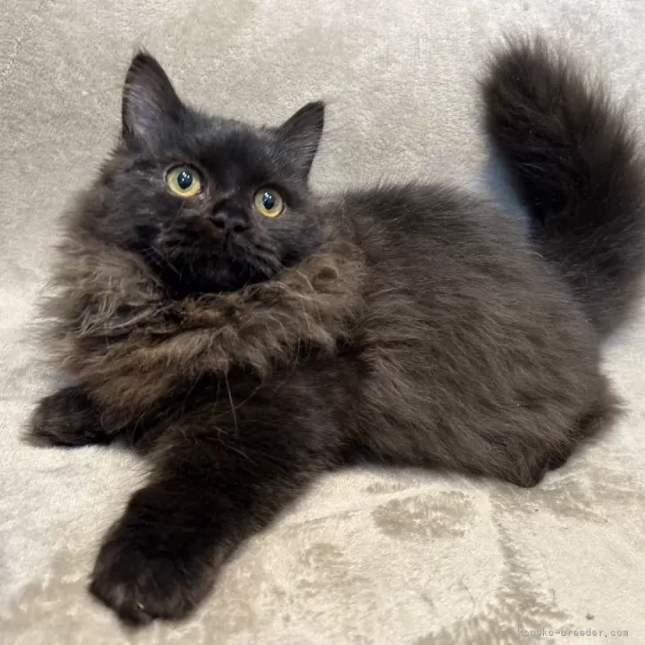 ID:2411-00427の子猫