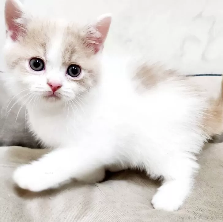 ID：2509-03170の子猫